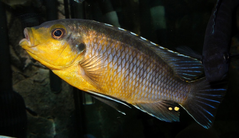 Petrotilapia genalutea 'Chimwalani Reef'
